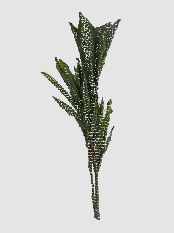 Dracaena Visualization