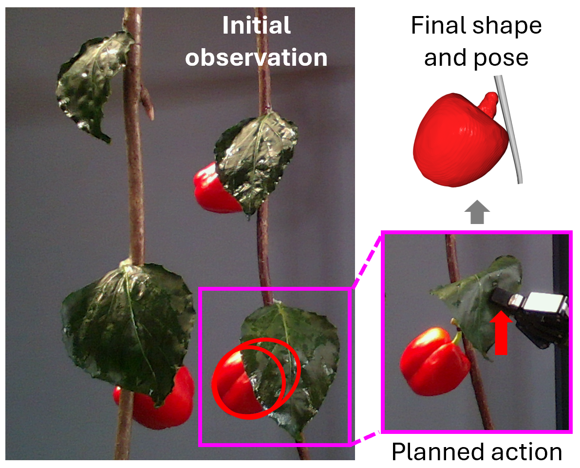 Fruit shape and pose estimation with leaf manipulation